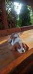 Spaniel Cavalier