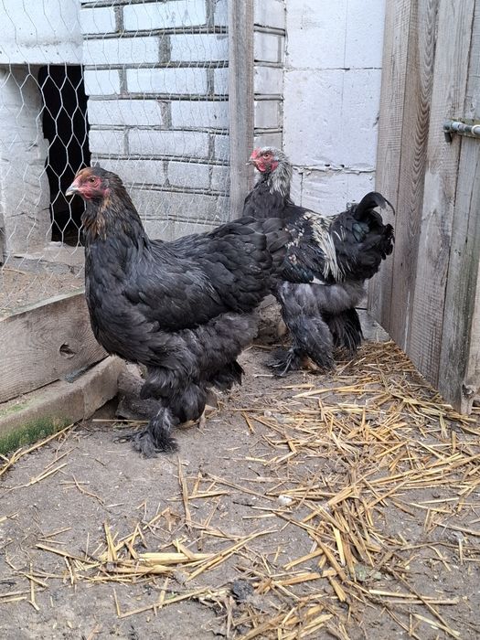 Sprzedam 2  Kogut I  3 kury Brahma
