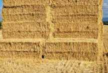 Feno de Sorgo Biológico