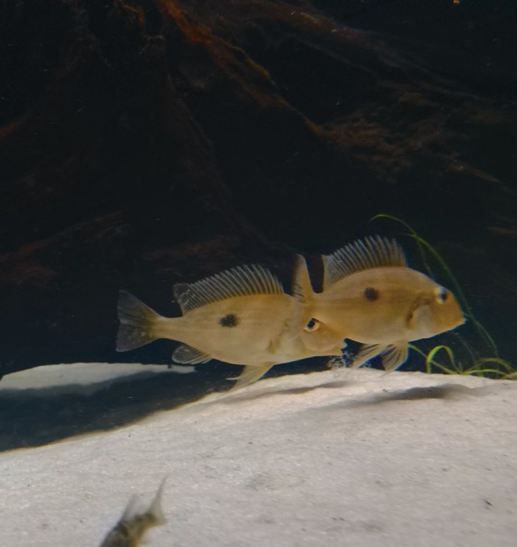 Geophagus wuinmilleri  juvenis