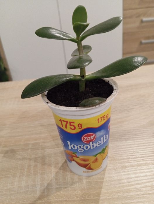 Grubosz, drzewko szczęścia