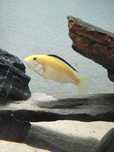 Ciclideos africanos - Labidochromis caeruleus