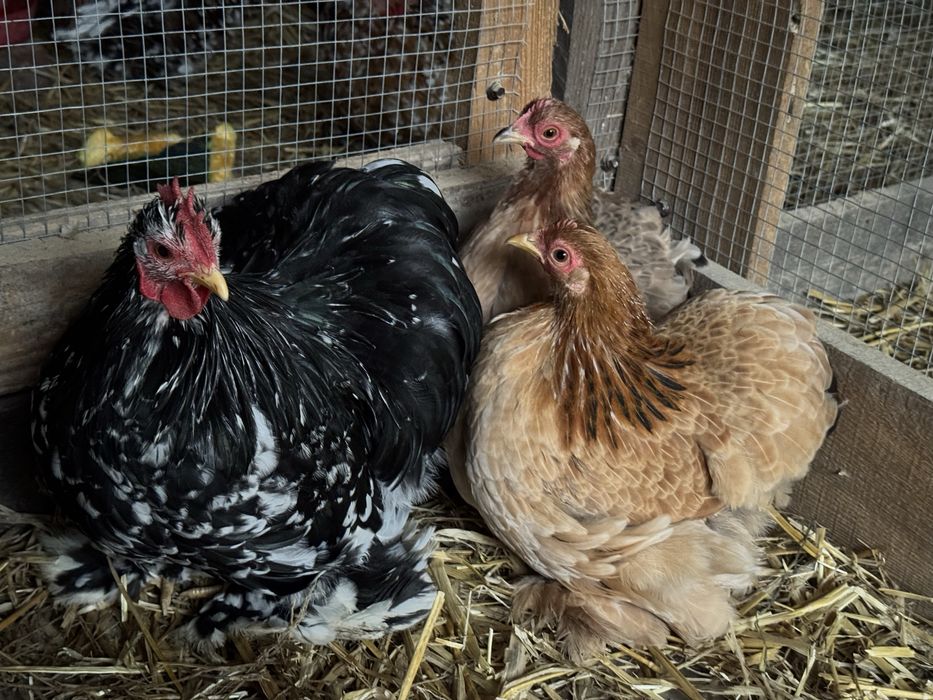 Kochin karzełek para (czarny nakrapiany, miniaturowy, porcelanowy)