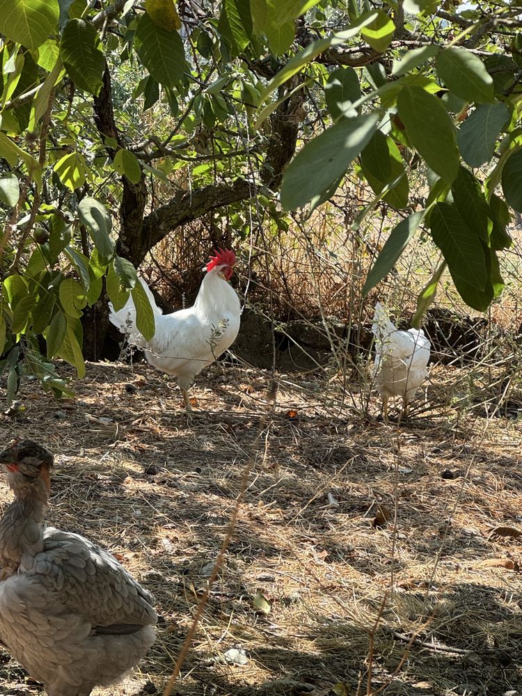 Leghorn isabella, marans olive egg