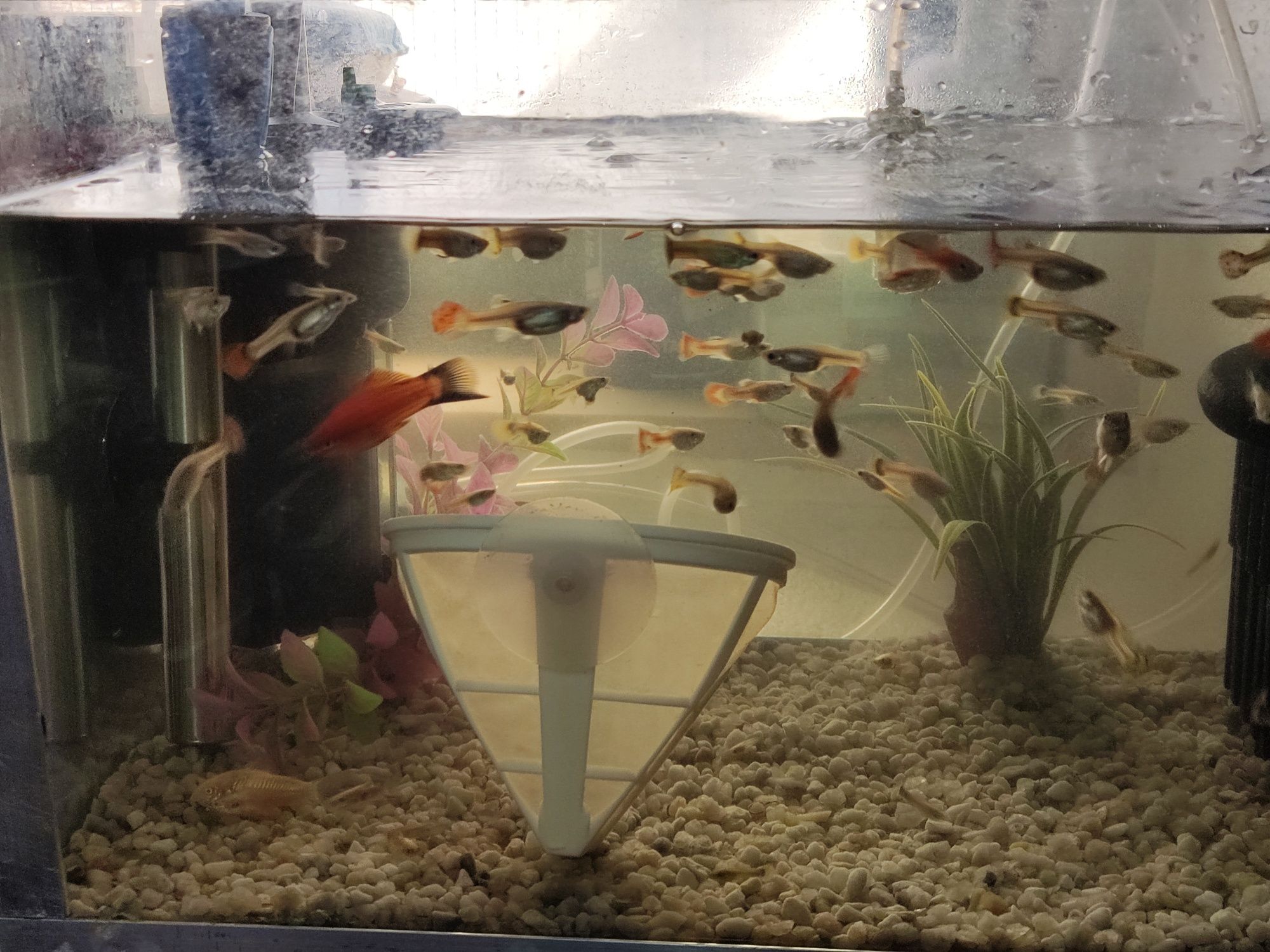 Vendo guppys variedade