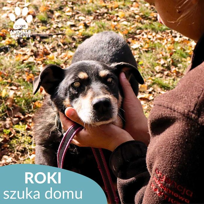 Roki szuka domu!