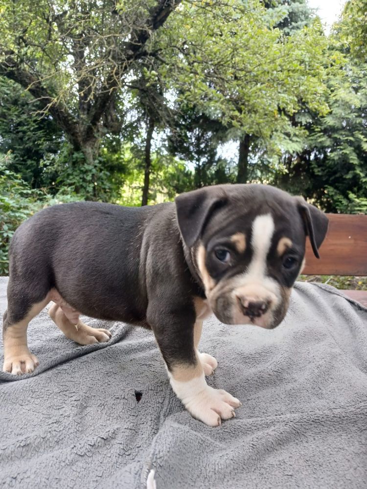 American Bully śliczny piesek
