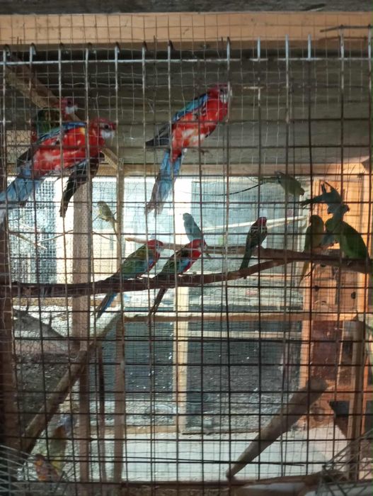 Ptaki kanarki różne