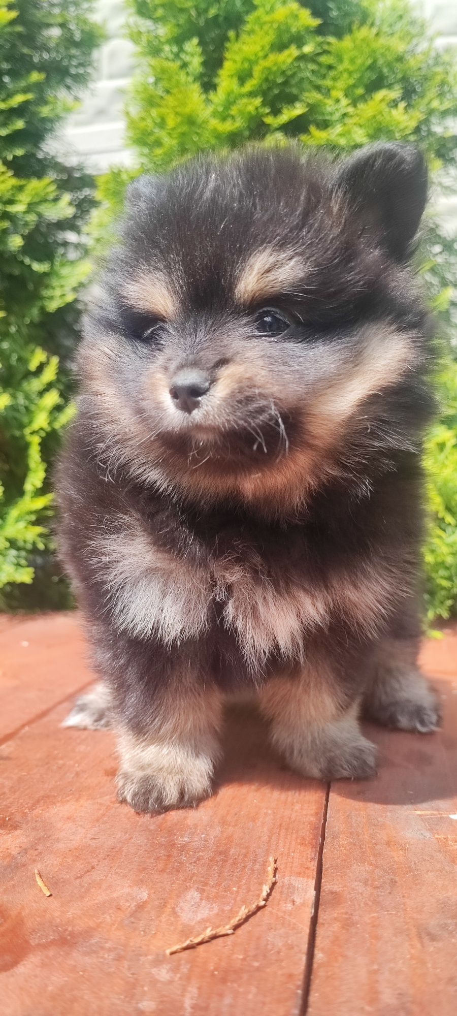 Szpic miniaturowy pomeranian