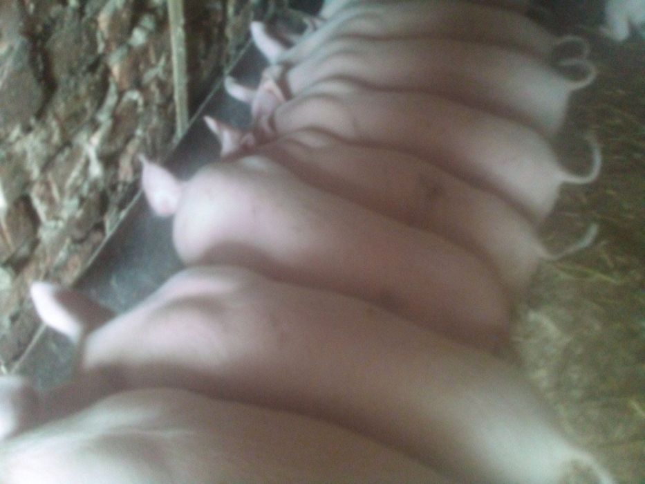 Продам  Поросята