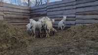 Зааненські кози 1-2окіт 4-5л молока