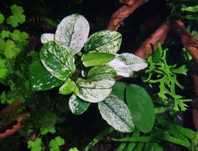 Anubias Pinto nana (koszyk)