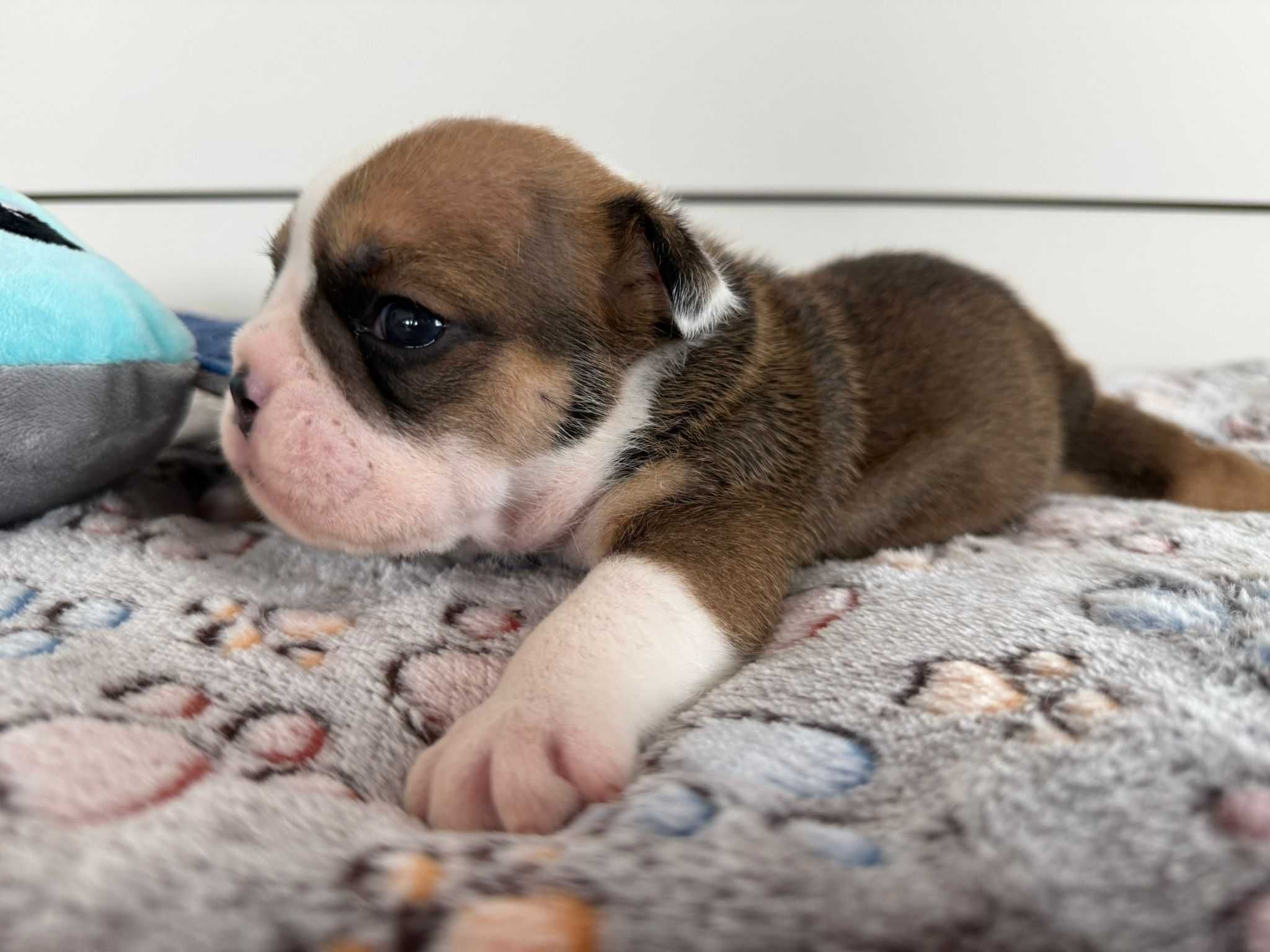 Buldog angielski piesek