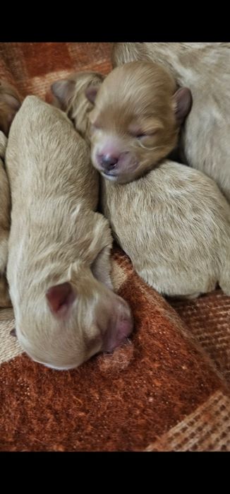 Do rezerwacji Maltipoo Pudel Toy Maltanczyl badania