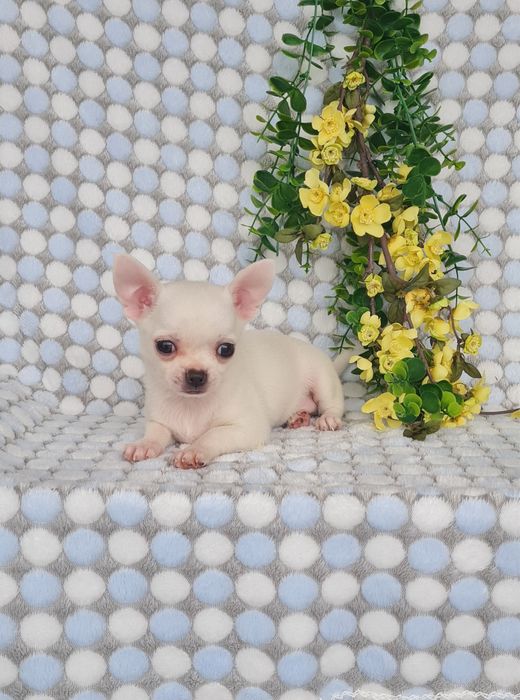 Excecional mini menino Chihuahua/chihuahua de Qualidade