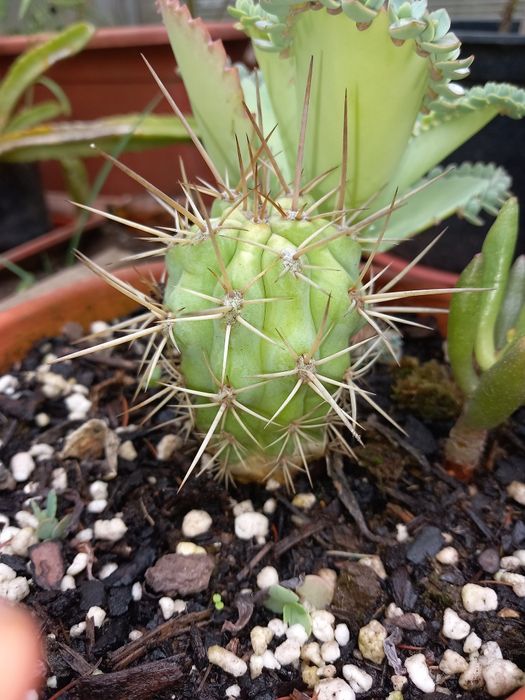 Vendo varias suculentas e cactos