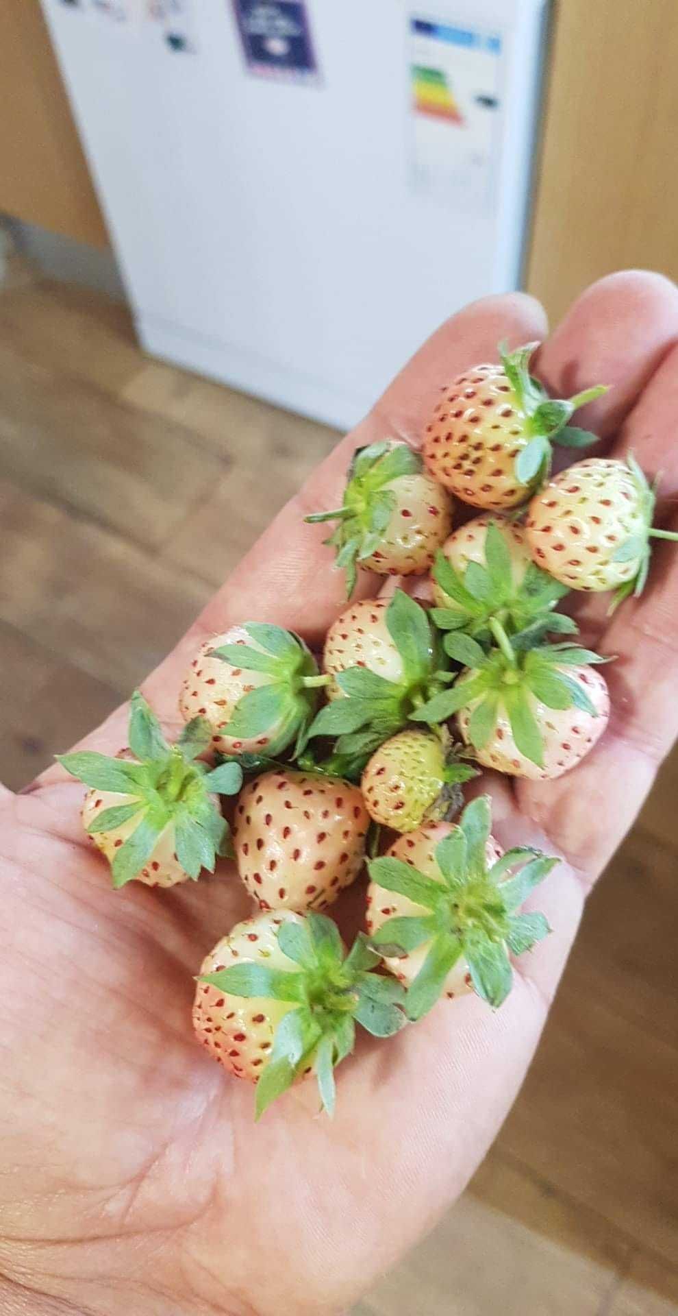 Morangos Brancos do Japão - DELICIOSOS Planta De coleção FRUTA RARA