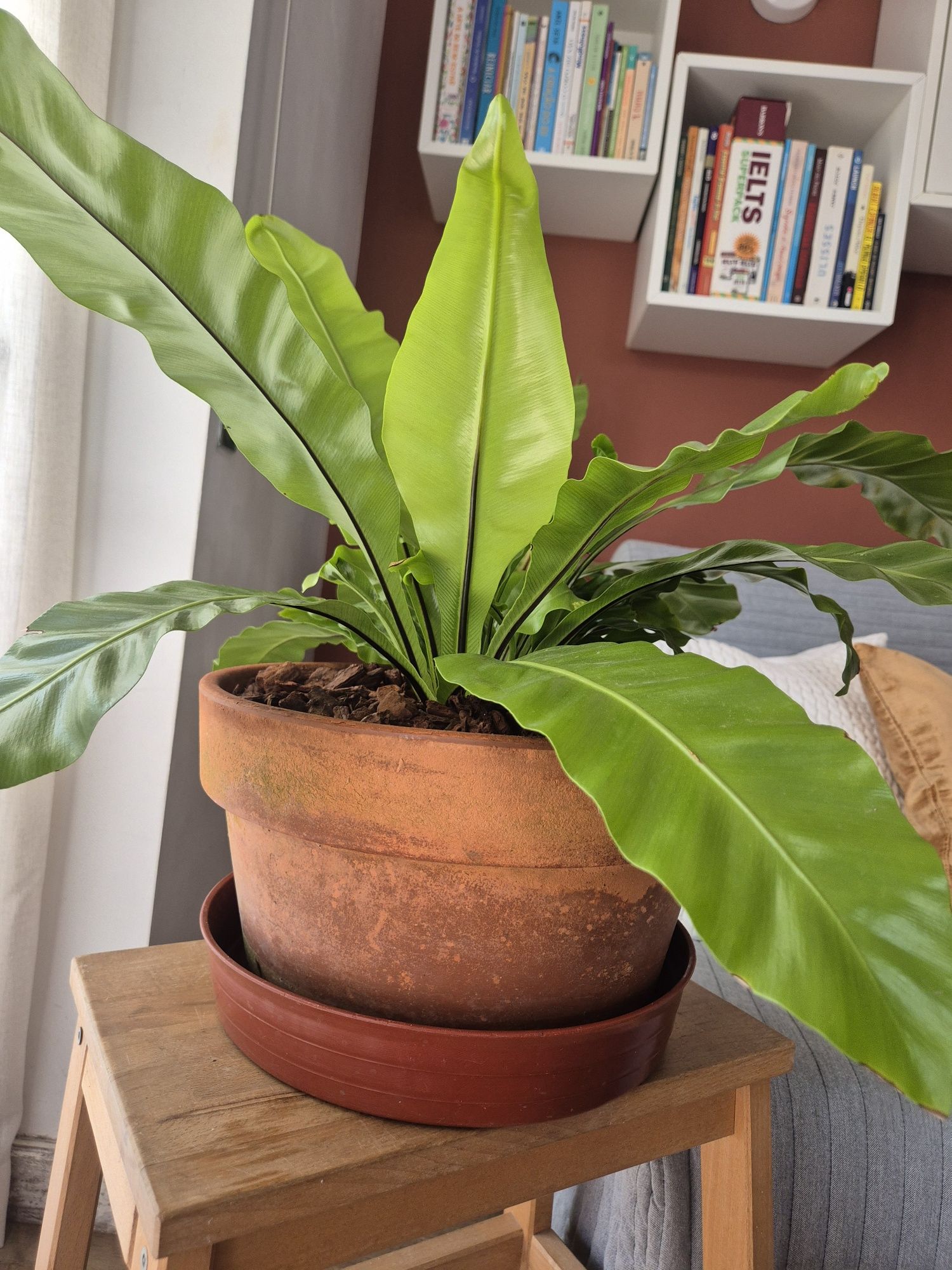 Planta tropical - Asplenium Nidus