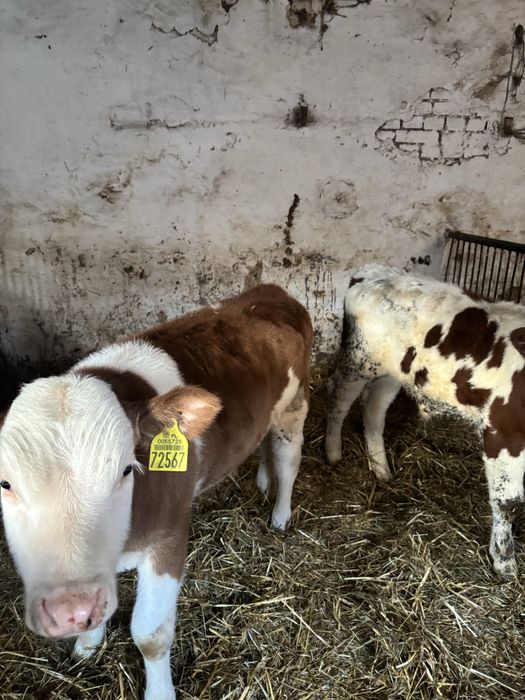 Byczki mięsne * odsadki * simentaler * limousene 130 kg