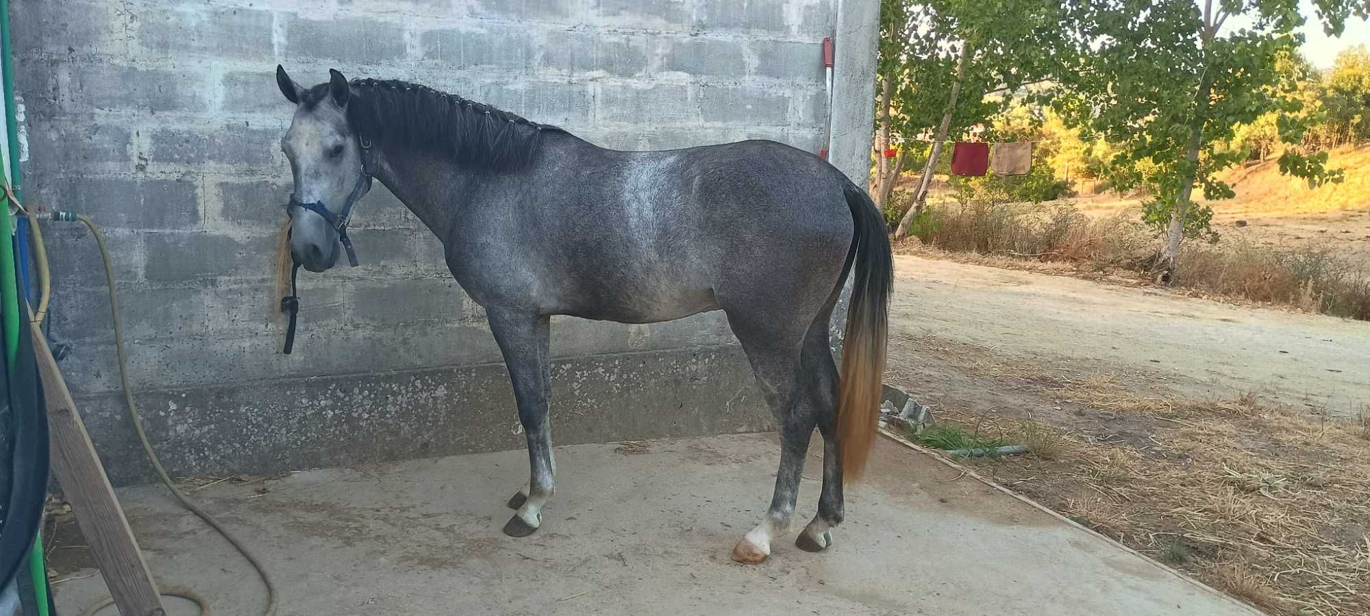 Poldros letra S - típico