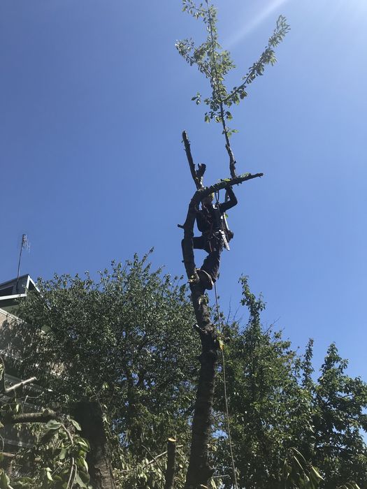 Спил високих дерев , зрізання аварійних гілок) є необхідне спорядження