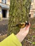 Окуляри Oakley eye jacket