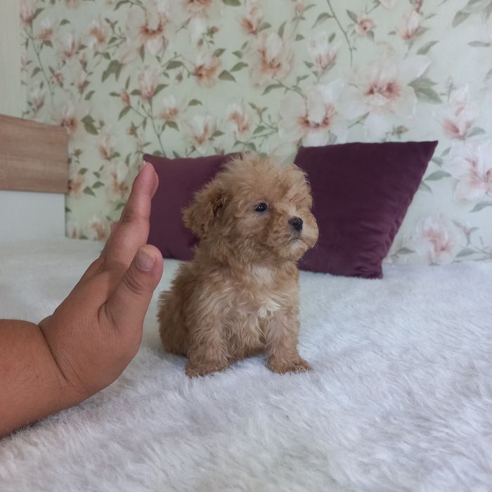 Большой выбор малышей мальтипу