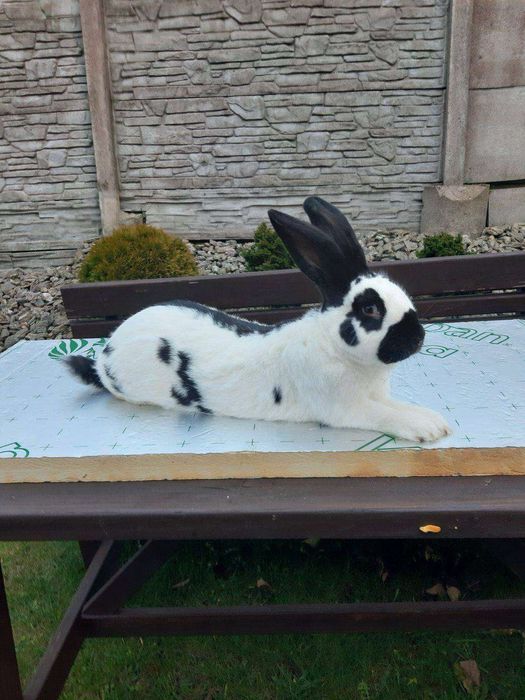 Sprzedam / Zamienię królika na gęś.