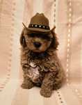 Maltipoo ruda Cowboyka