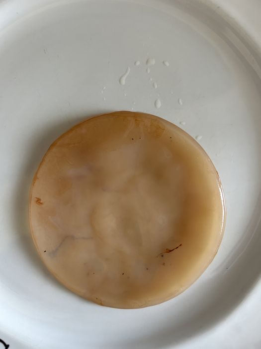 Kombucha produção biológica