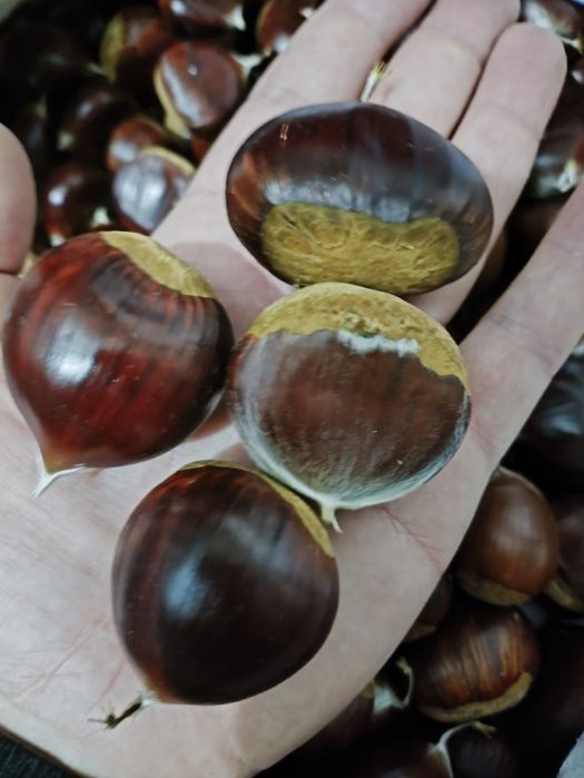 Castanhas boa qualidade 2€ entrega Braga e Vieira do Minho