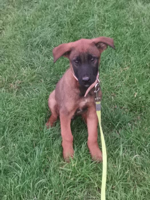 Owczarek Belgijski stróżujący