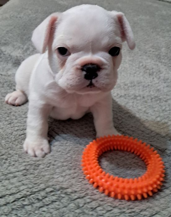 Szczenięta Buldog Francuski suczka