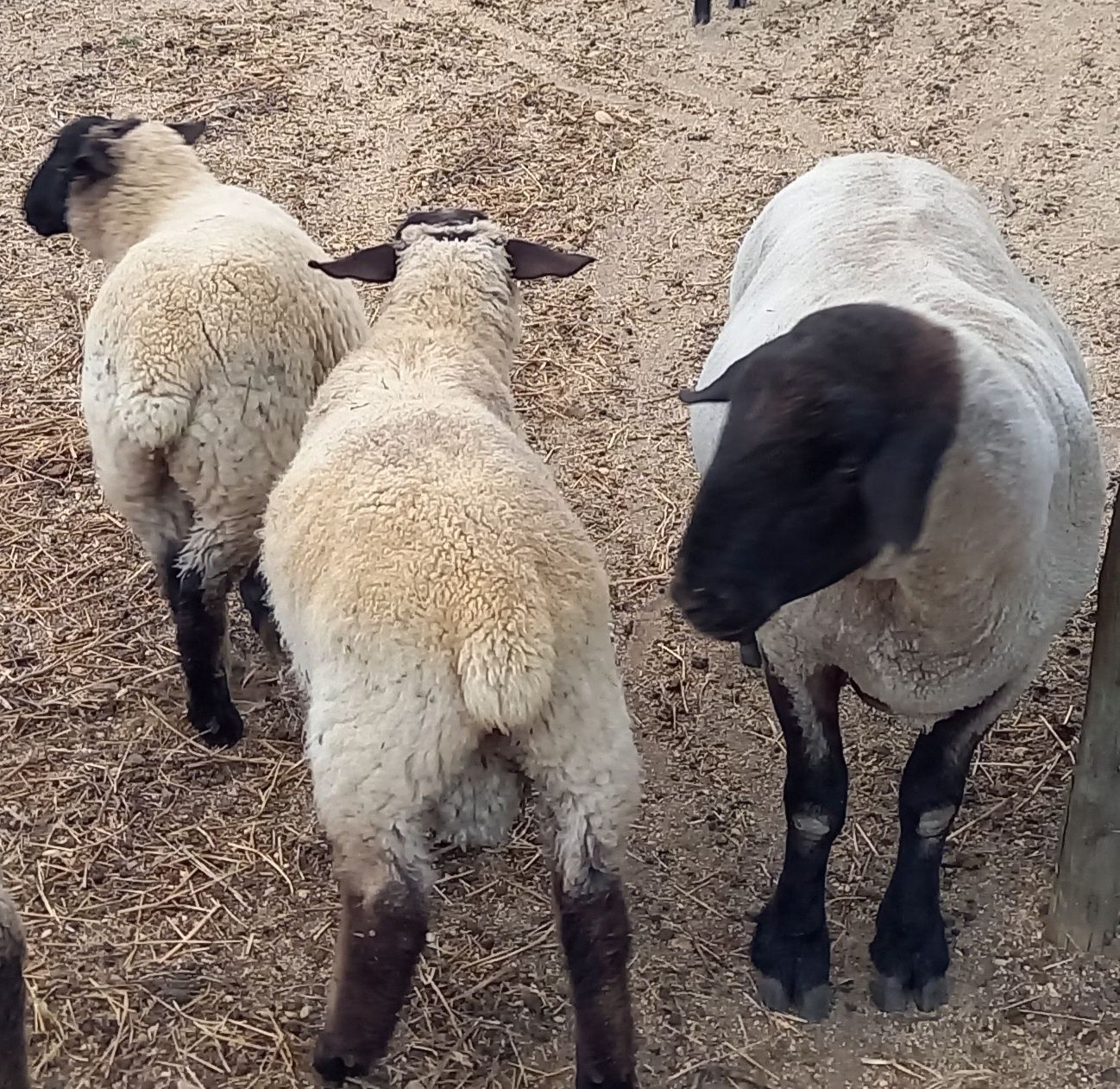 Borrego macho suffolk