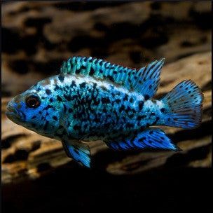 Pielęgnica Electric Blue Jack Dempsey pielęgnice rybki akwariowe