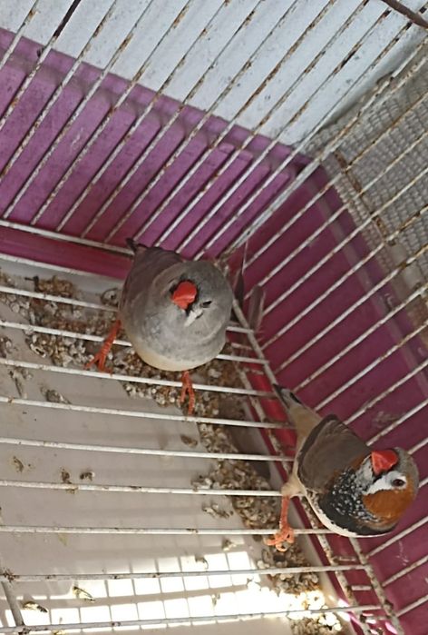 Casal de mandarins