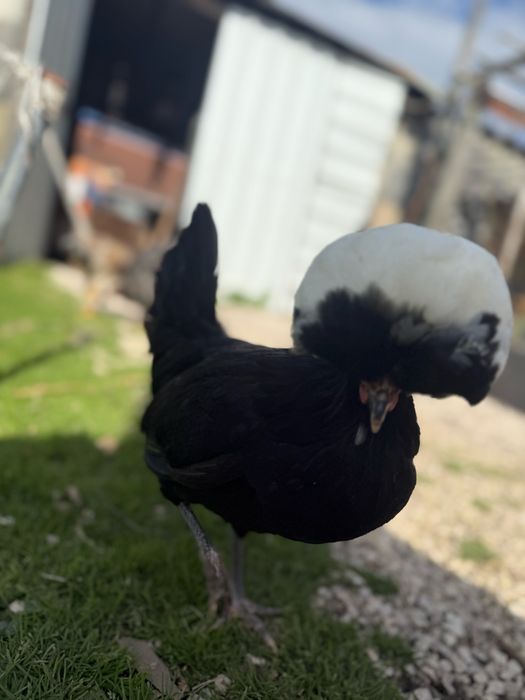 Quadra Polish/Paduana - 1 galo e 3 galinhas