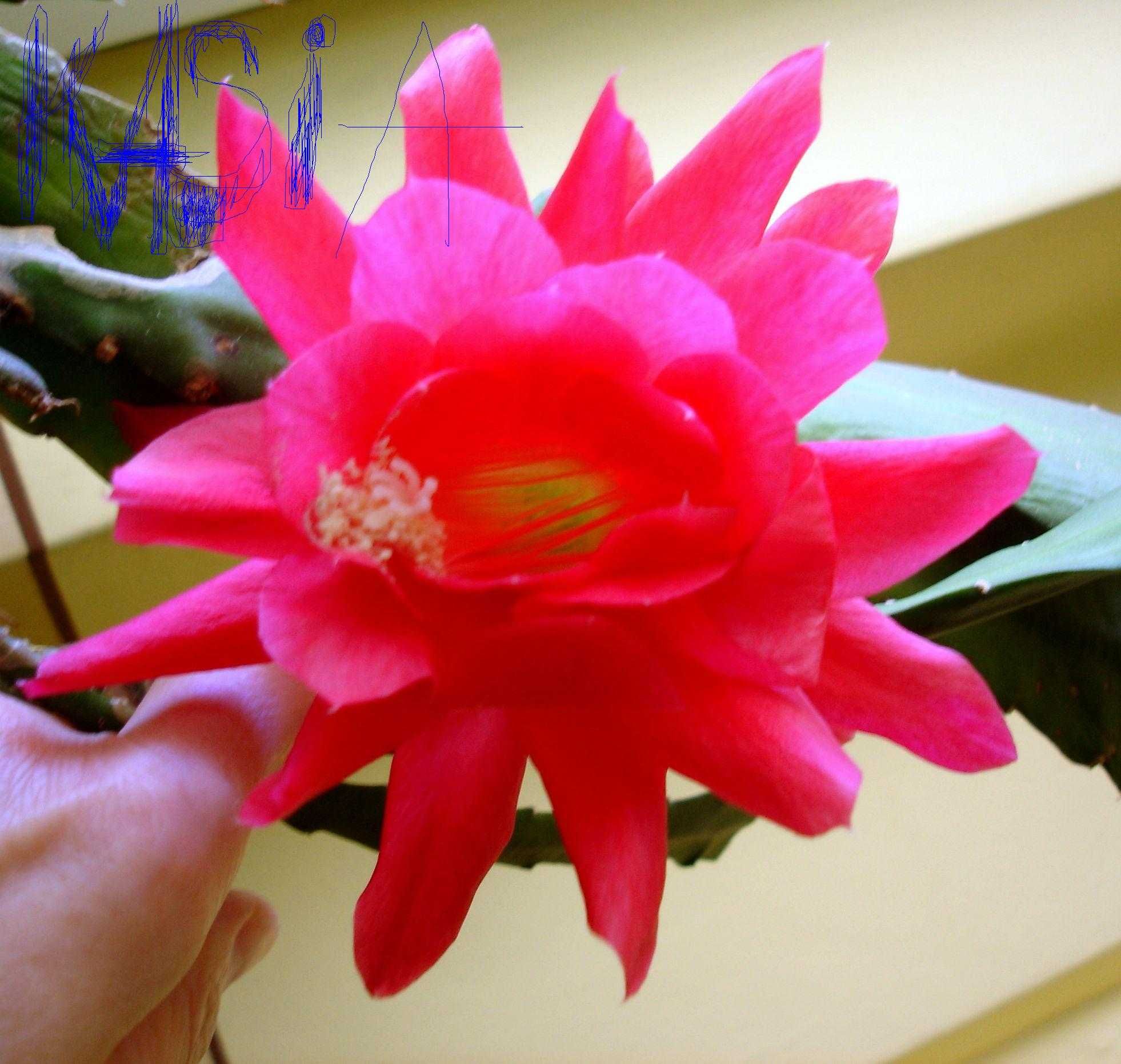 Epiphyllum.Epifilum. Kaktus kwitnie na czerwono w lecie do ogrodu.
