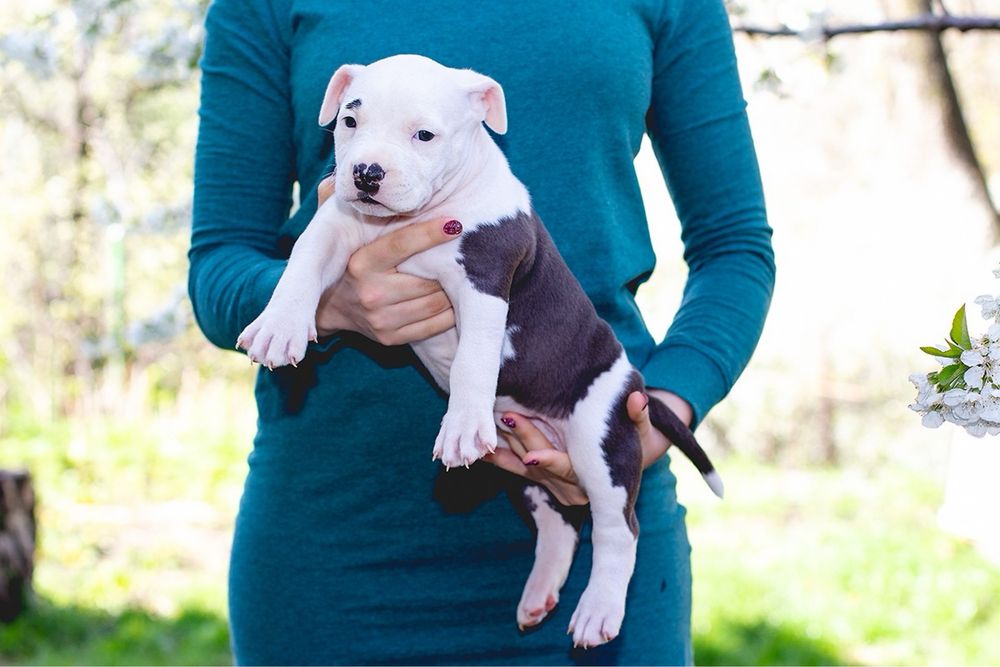 АСТ красивий принт та біла голова з документами