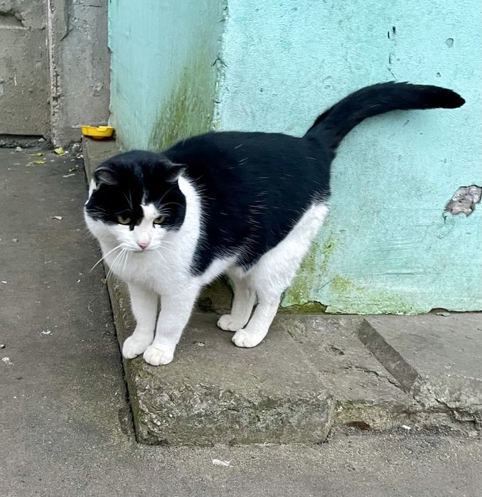 Котик молодой черно белый ищет дом