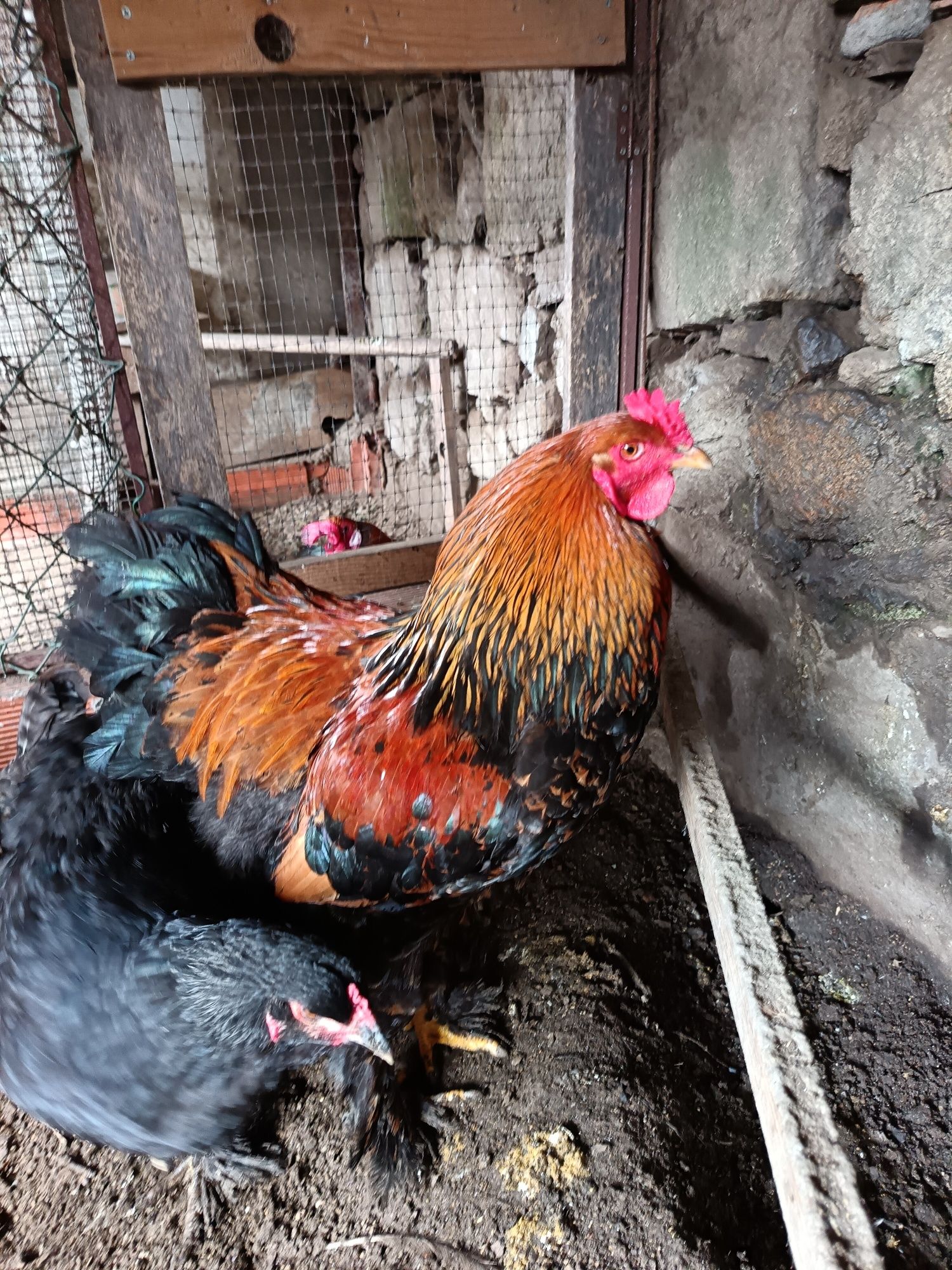 Galo brahma galo