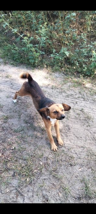 Pilnie oddam tylko w dobre ręce