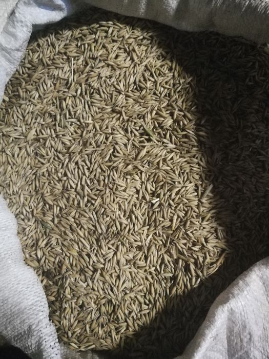 Sprzedam owies zimowy