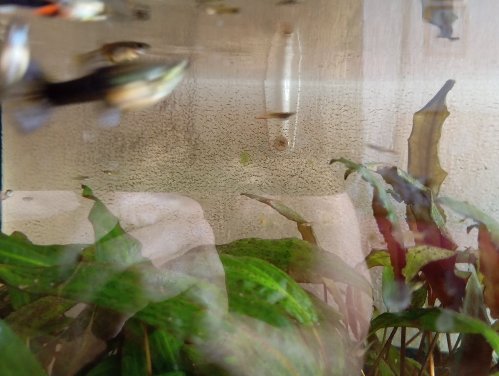 Akwarium 40 l wraz z rybkami i roślinami