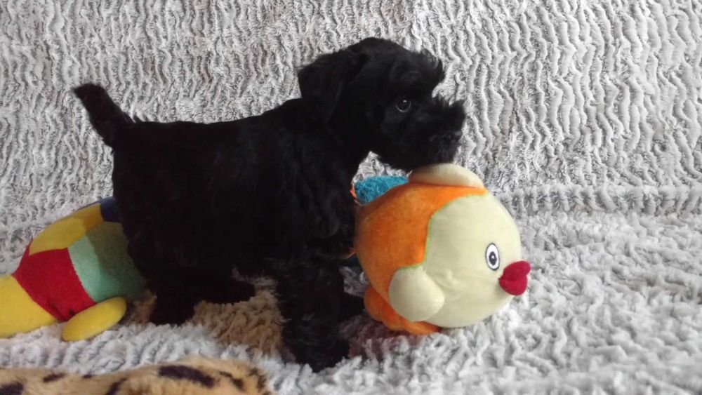 Sznaucer miniaturowy czarny suczka (FCI)