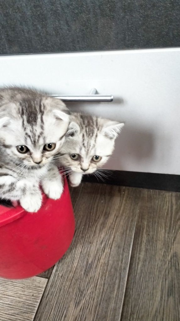 Продам красивих кошенят