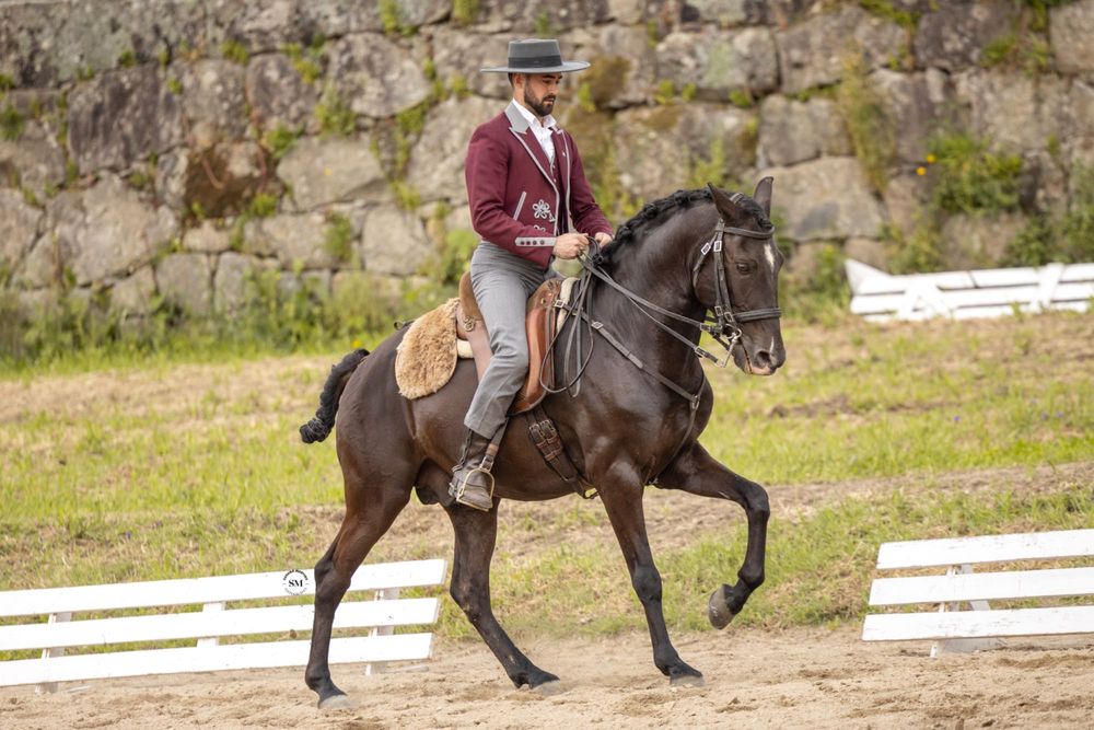 Cavalo Puro Sangue Lusitano