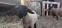 Borrego suffolk Puro
