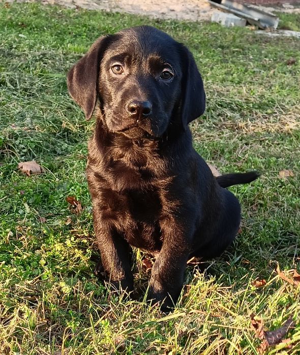 Szczeniak labrador czarny