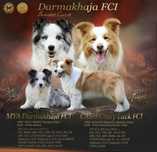 Border Collie FCI